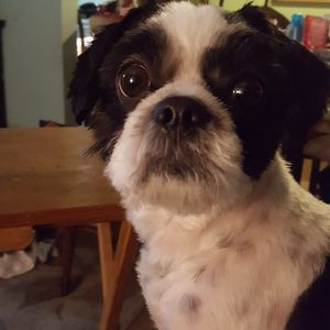 Meet your Posher, Ann